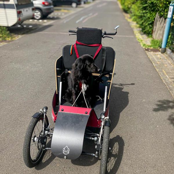 Lastenrad mit erhöhter Lehne und Hund